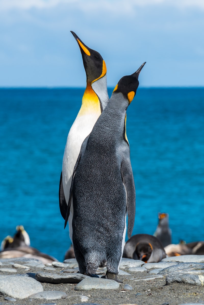 Penguins